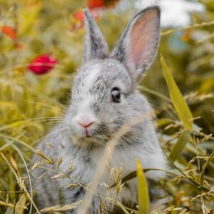 Bunny With Flowers Background