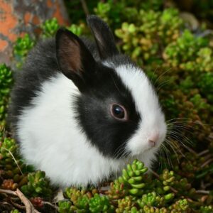 Black and White Bunny