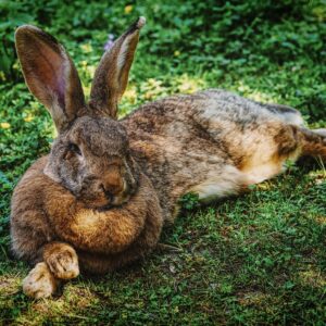 Resting Bunny