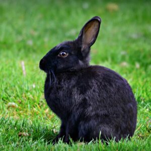 Black Bunny