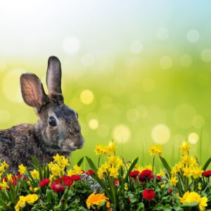 Bunny And Flowers